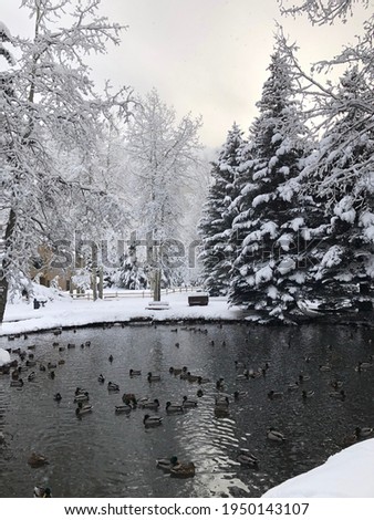Ducks pond in the midst of winter