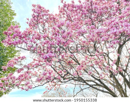 Pink magnolia in the spring breeze