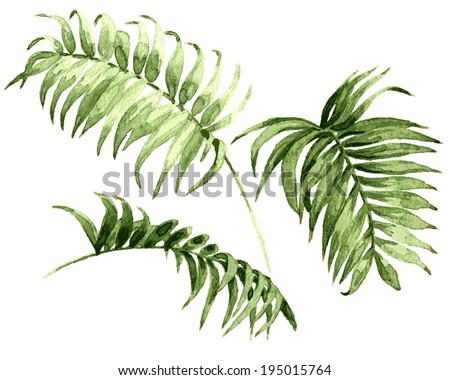 Watercolor palm leaves isolated on white.