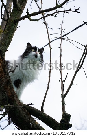 a black and white colored cat sits high in a tree and looks up in the village in the spring time of the year shot from the bottom of the shooting point