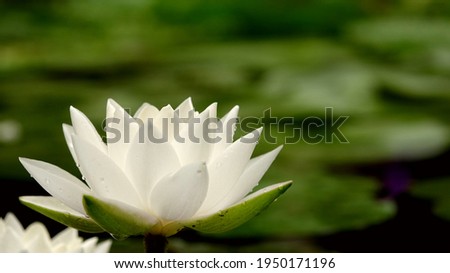 White lotus hybrid close up picture  Blur lotus leaf background