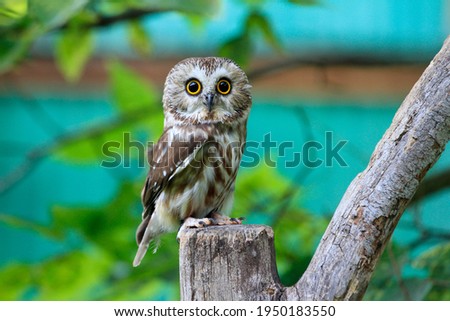 Close-up of Saw Whet Owl Perched on Branch with Teal Green Background 
