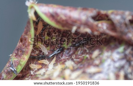 closeup shot of the tube-tailed thrips insect.
 Royalty-Free Stock Photo #1950191836