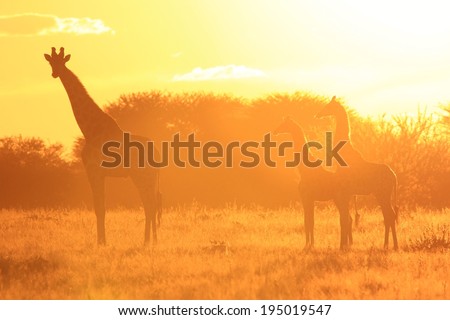 Giraffe Sunset - Wildlife Background from Africa - Wonderful Colors and Beautiful Harmony from Nature