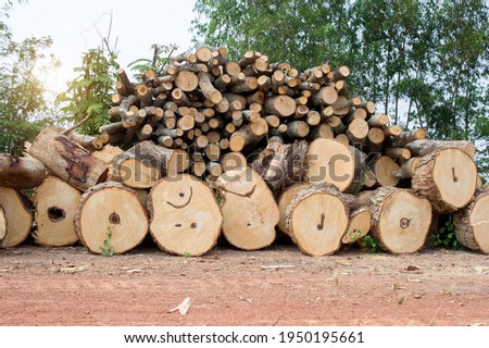 A pile of stacked firewood, prepared for heating the house. Firewood harvested for heating in winter. Chopped firewood on a stack. Firewood stacked and prepared for winter Pile of wood logs
