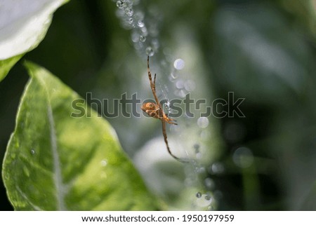 Spider on the web with small droplets of water.