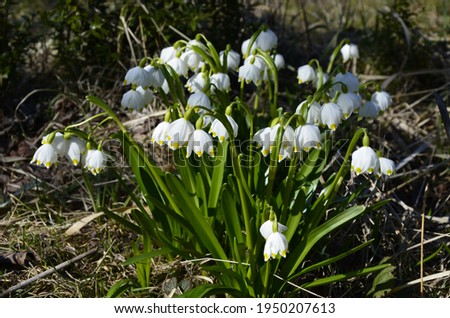 White Summer Snowflake flowers (Leucojum aestivum) with green spots on the petals, bell-shaped flowers with fresh spring green leaves.