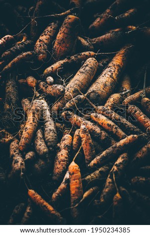 Freshly picked earthy carrots in autumn