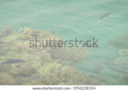 Beautiful sea with coral fishes