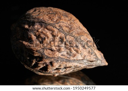 Wild walnut in the shell on the dark reflecting surface, isolated on the dark background. Ripe dry wild walnut, close-up,  selective focus. Free space for text. A low key image.