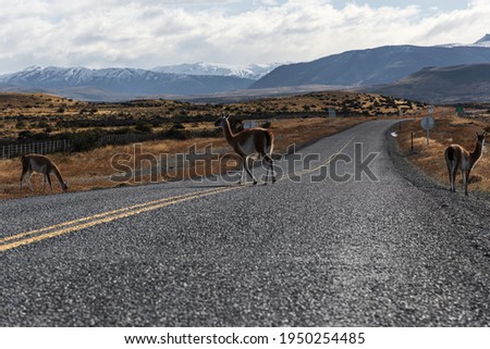 Interesting wildlife appeared on the highway, located in the Patagonian Plateau in Chile, South America. Interesting picture.