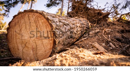 Log spruce trunks pile. Sawn trees from the forest. Logging timber wood industry. Cut tree trunk 
