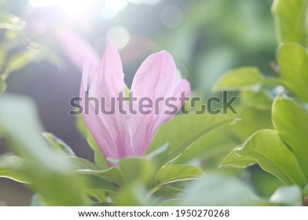 One magnolia flower and leaves in sunlight. Summer, sunny day. Pink flower.