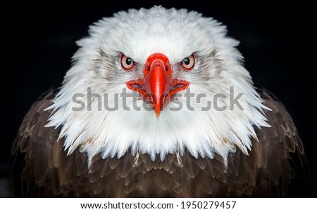 Eagle Close Up Portrait photo black background