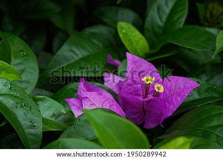 Bougainvillea glabra, the lesser bougainvillea or paperflower  is the most common species of bougainvillea used for bonsai. The epithet 'glabra' comes from Latin and means "bald".