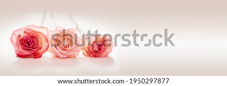 Pink peach rose flowers on light pink background, wedding and Valetine's day banner Royalty-Free Stock Photo #1950297877