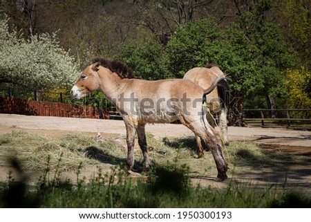 ast wild horse living in the wild - Przewalski's horse while peeing. Mongolian wild horse or Dzungarian horse while making a need. Portrait of Equus przewalskii. Royalty-Free Stock Photo #1950300193