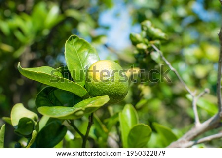 Unripe citrus mandarines on green branch in the south Spain.