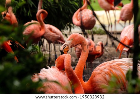 Detail on an American flamingo forming a couple and entwining their necks to examples of their love. Phoenicopterus ruber in close contact with the female. Funny Flamingos. Royalty-Free Stock Photo #1950323932