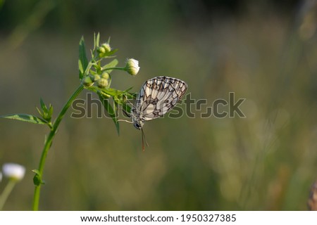 Marbled white, black and white butterfly in the wild, on a plant, close up, macro, closed wings, natural background.