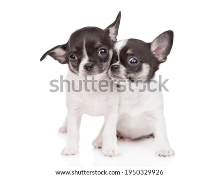 Two Chihuahua puppies stand together. isolated on white background