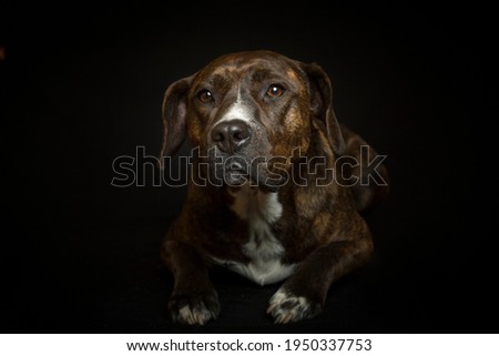 portrait of American staffordshire bull terrier