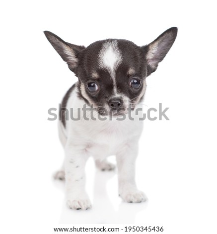 Chihuahua puppy stands in front view and looks at camera. isolated on white background.