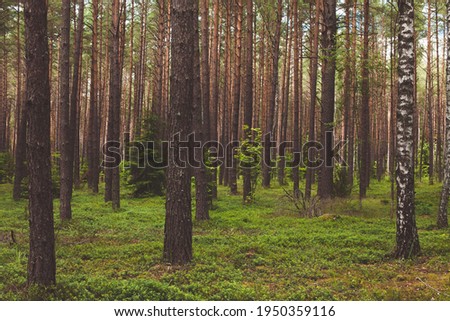 Pine forest in summer. Nature landscape with blueberry plants growing in Natural habitat. Beautiful nature Wallpaper