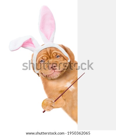 Smiling puppy wearing easter rabbits ears looks from behind empty white banner and points on empty space. Isolated on white background