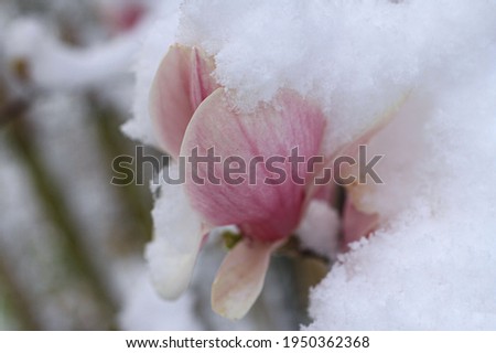 In April, a magnolia flower in the snow.