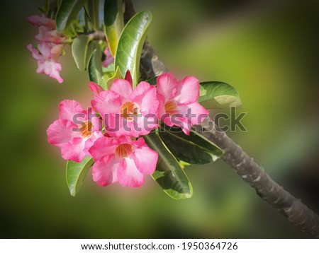 Beautiful Happinese flower in asian, Image
