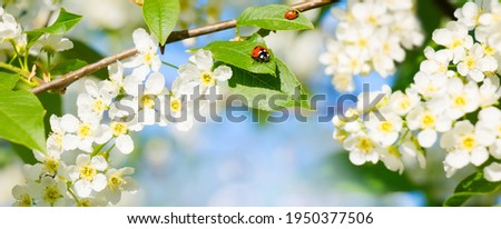 Natural Wide Angle Spring background with ladybug on Bird cherry leaf, soft focus. Beautiful white bird cherry blossoms in sunny day. Spring Floral Wallpaper. Beauty in nature. Environment concept.