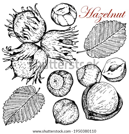 Hazelnut. Set.Nuts  in whole and ripe peel. Leaves. Hand drawn stock black white illustration.On white background.Vector. Sketch. For packaging and labeling of hazelnut products.
