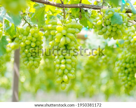 Ripe green grape with bunches and tree in vineyard. grapes with green leaves on the vine in garden