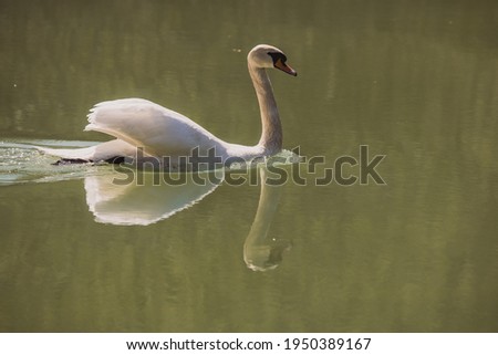 single white swan on a lake in green background.