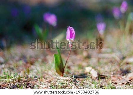 Blooming irises flowers in the foothills of Altai in early spring with bokeh