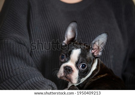 boston terrier at home portrait