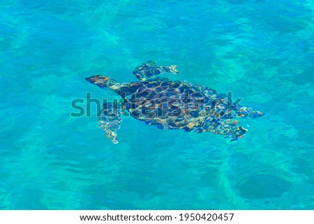 Sea turtle swimming in water. Top view