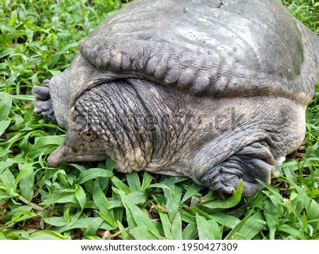 Southeast asian soft-shelled turtle in the green grass background. The head, neck and nose are long. Royalty-Free Stock Photo #1950427309