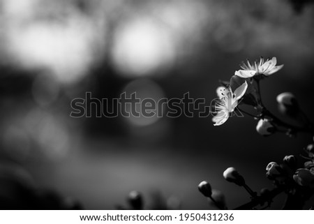 Cherry blossoms in artistic black and white process. Dramatic floral nature background, dark blur with soft sunlight. Fine art nature template, garden with blurred landscape view. Dream nature