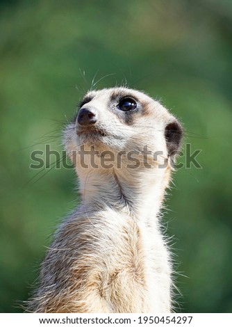 Portrait of a watchful meerkat with a green background.