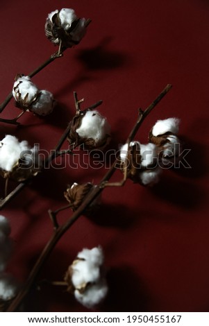 Cotton branches plant bouquet on burgundy background. Flat lay, top view.