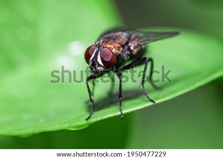 Close up Blow fly, carrion fly, bluebottles or cluster fly Royalty-Free Stock Photo #1950477229