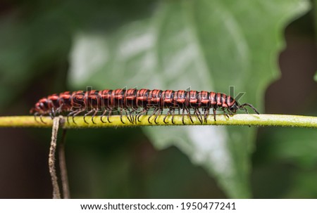millipede insect green nature background Royalty-Free Stock Photo #1950477241