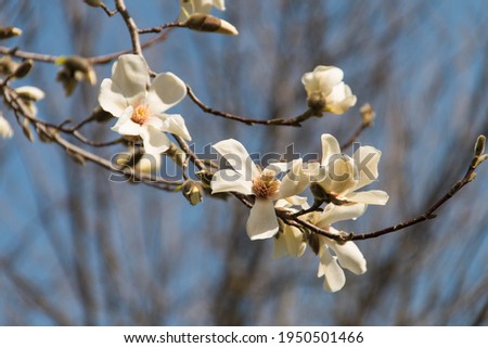 Magnolia flowers close up against blue sky
