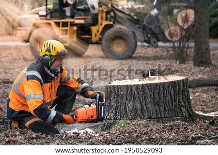 Lumberjack with chainsaw is shortening  a stump of sawed linden tree in linden alley. Removing diseased tree. In the bokeh background is Forest machine, that take away sawed trunk.  Royalty-Free Stock Photo #1950529093
