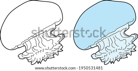 Jelly fish vector drawing animal vector drawing, cartoon vector, line art and color