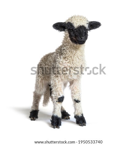 Standing Lamb Blacknose sheep looking at the camera, three weeks old, isolated on white