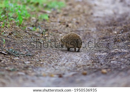 animal wild in nature hedgehog in the forest, european hedgehog runs