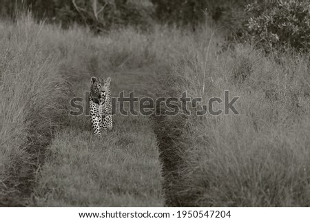 Safari South Africa Djuma Private aGe Reserve